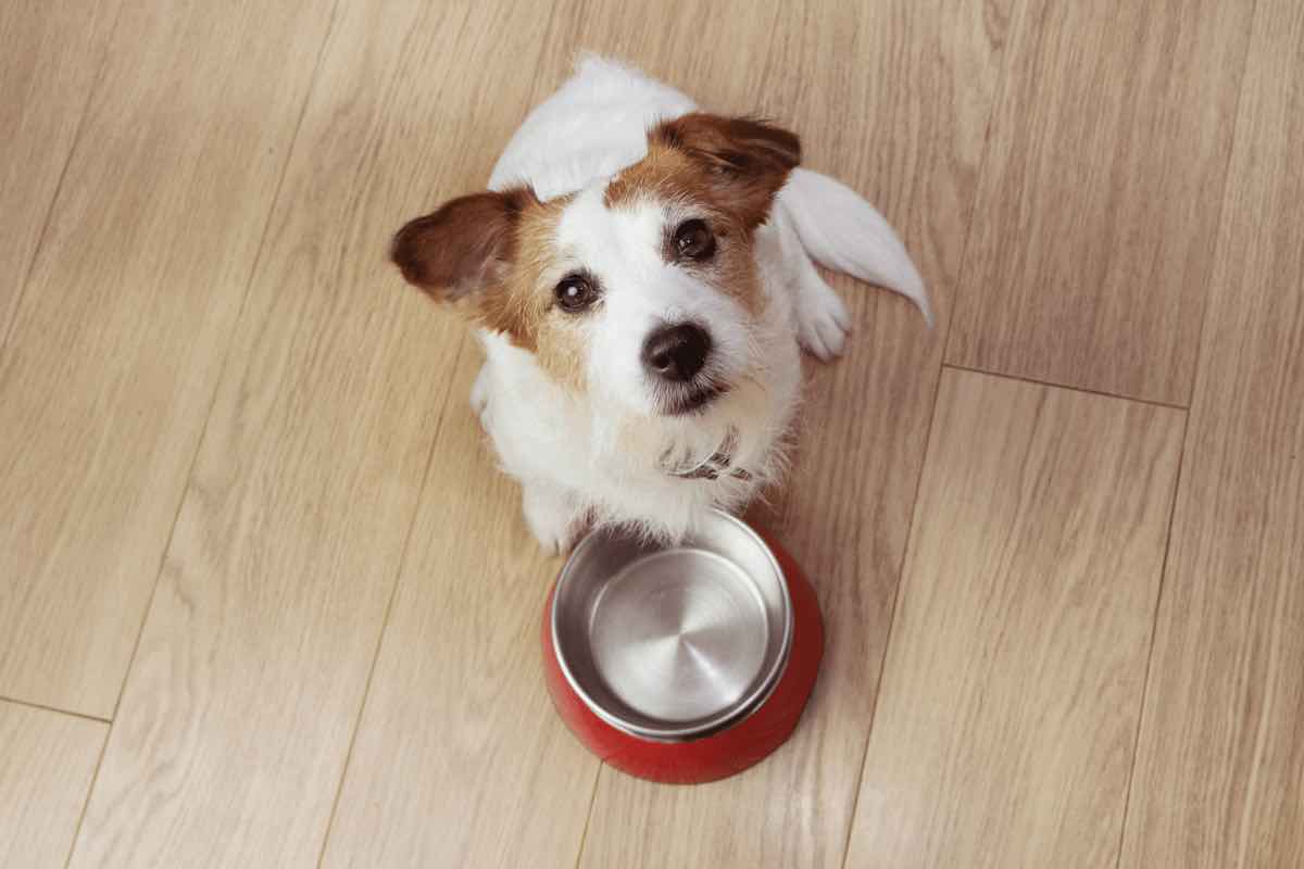 Cani che nascondono il cibo