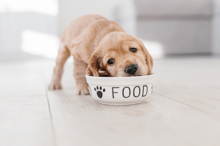 Cani che nascondono il cibo