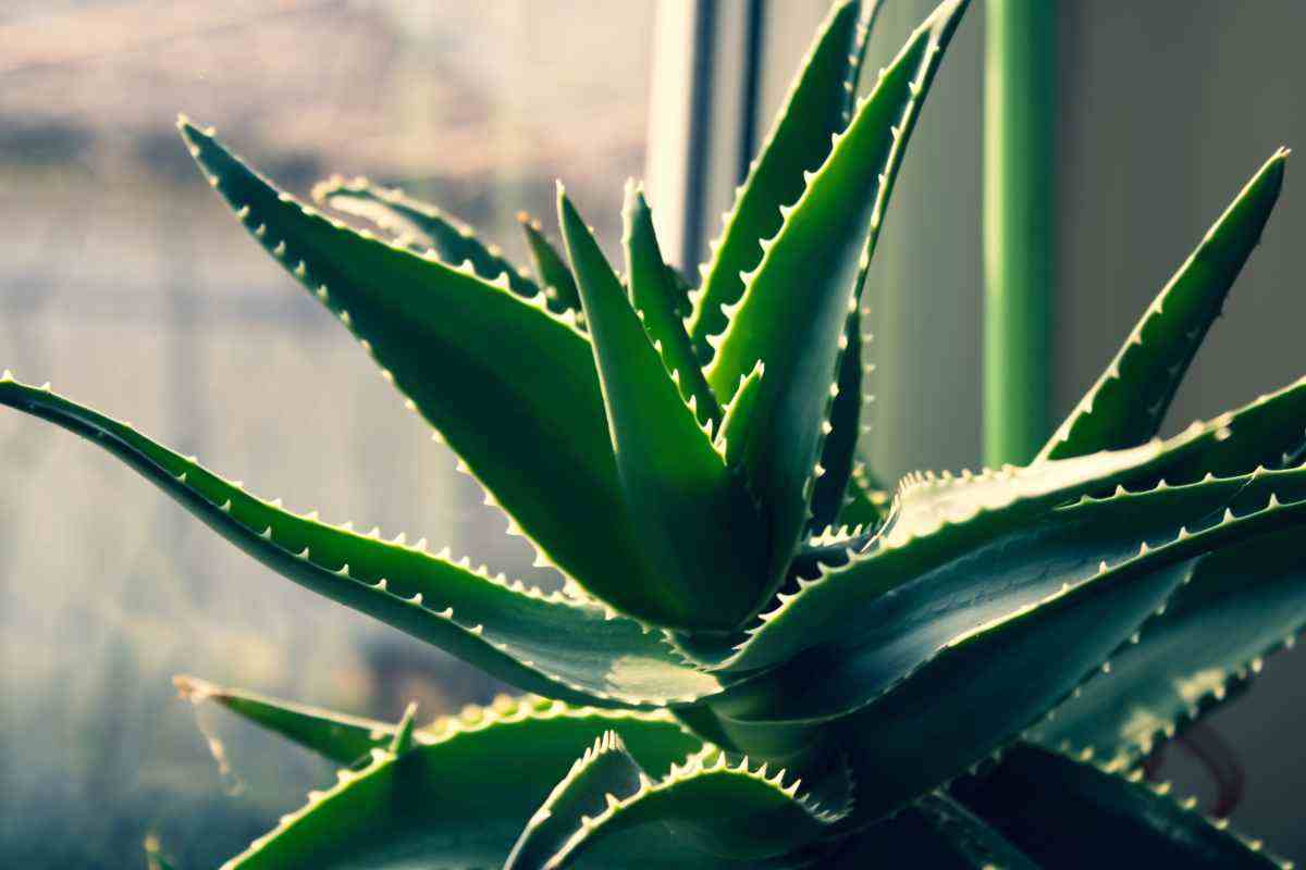 aloe vera errore